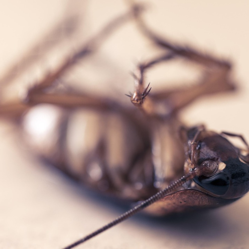 Pest Control